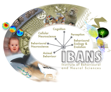 IBANS detailed logo